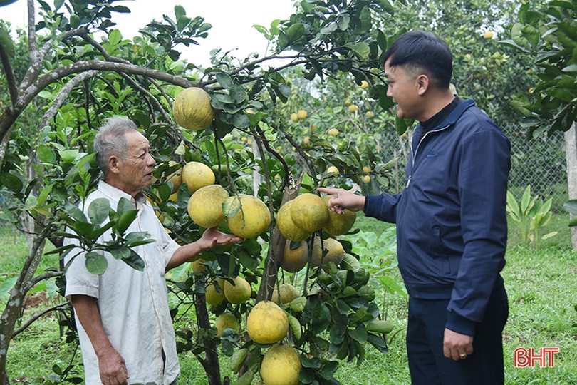 Bưởi Diễn ở Hà Tĩnh chín sớm, người trồng lo mất tết! ảnh 3 Bưởi Diễn ở Hà Tĩnh chín sớm, người trồng lo mất tết!