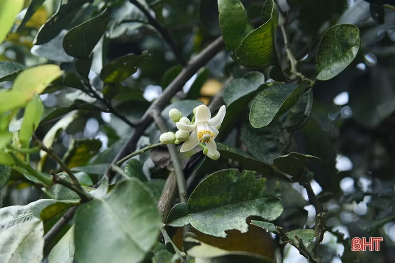 Bưởi Diễn ở Hà Tĩnh chín sớm, người trồng lo mất tết!