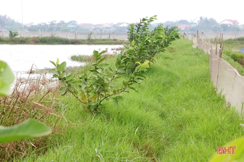 Người trưởng thôn “nói được, làm được” ở xóm đạo ven đô Hà Tĩnh