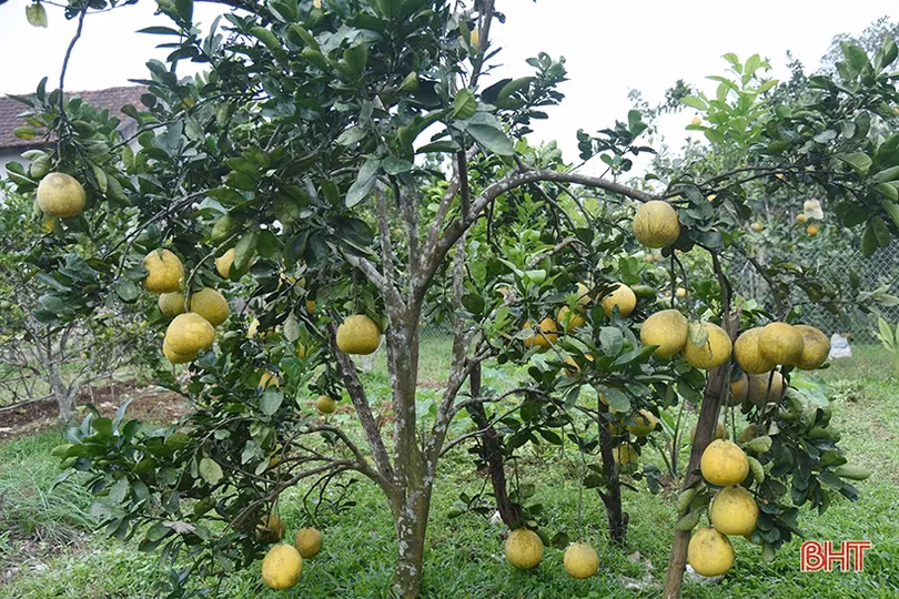 Bưởi Diễn ở Hà Tĩnh chín sớm, người trồng lo mất tết!