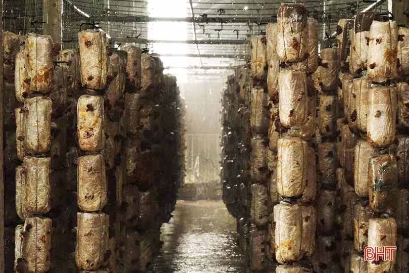 Sản phẩm OCOP Thạch Hà tăng tốc phục vụ thị trường tết