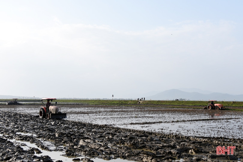 Xây dựng mô hình sản xuất lúa - cá kết hợp trồng cây niễng ở huyện Kỳ Anh