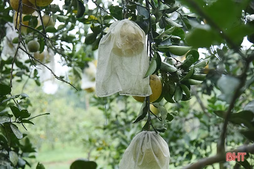 Bưởi Diễn ở Hà Tĩnh chín sớm, người trồng lo mất tết!
