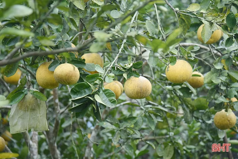 Bưởi Diễn ở Hà Tĩnh chín sớm, người trồng lo mất tết!