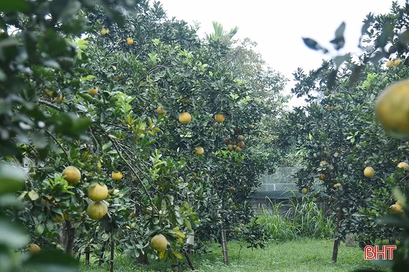 Bưởi Diễn ở Hà Tĩnh chín sớm, người trồng lo mất tết!