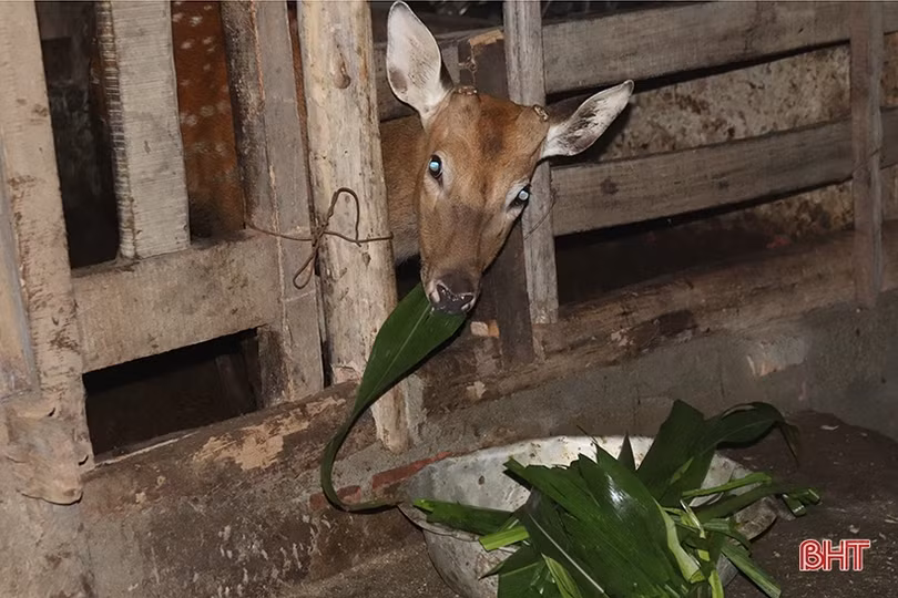 Nông dân Hương Sơn tích cực chăm hươu chờ hái “lộc”