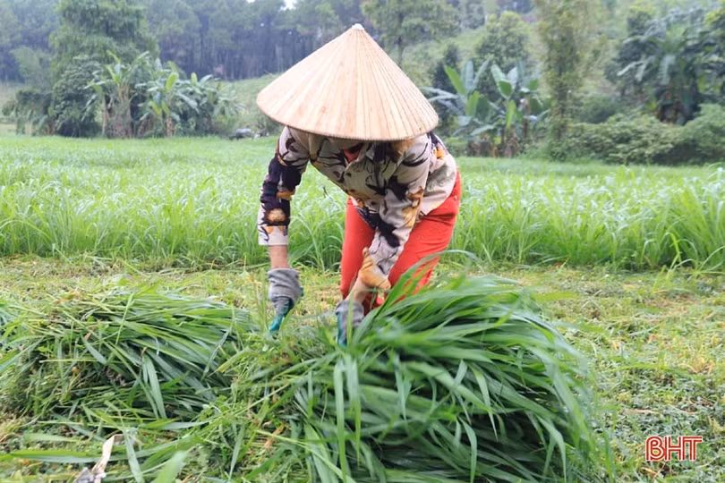 Bí quyết “biến” đất hoang thành trang trại tiền tỷ của cựu cán bộ xã ở Hương Sơn