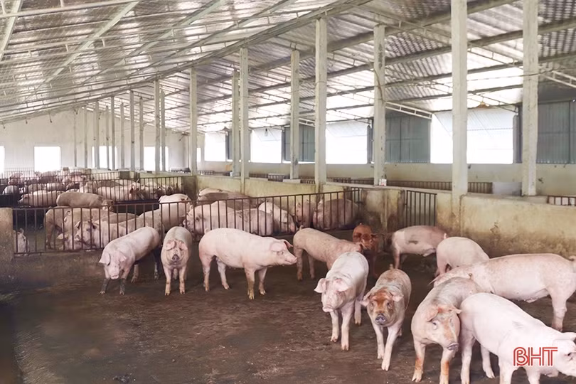 Hà Tĩnh đảm bảo đủ nguồn cung thực phẩm từ gia súc, gia cầm dịp tết