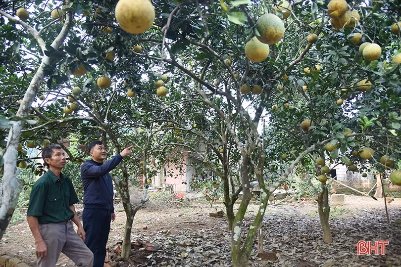 Bưởi Diễn ở Hà Tĩnh chín sớm, người trồng lo mất tết!