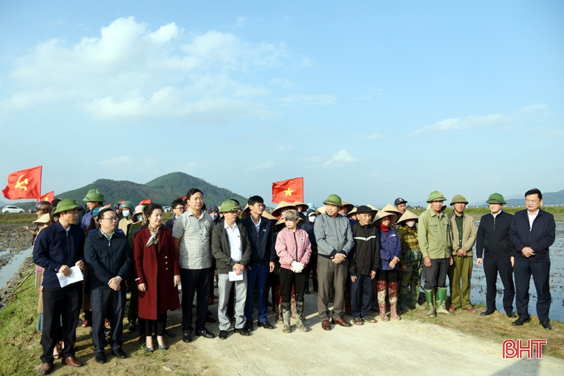 Xây dựng mô hình sản xuất lúa - cá kết hợp trồng cây niễng ở huyện Kỳ Anh