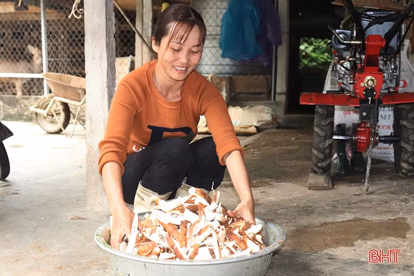 Nông dân Hương Sơn tích cực chăm hươu chờ hái “lộc”