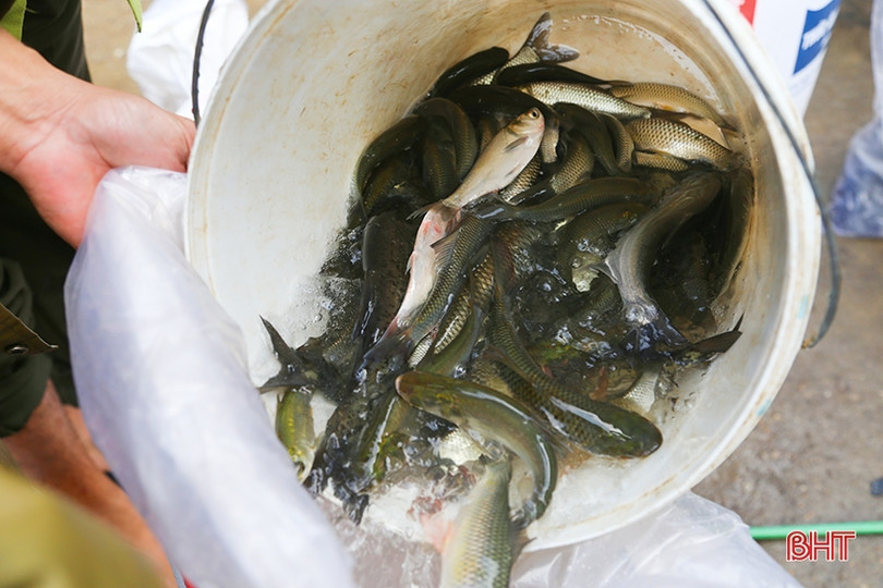 Thả gần 2,4 tấn cá giống xuống hồ Ngàn Trươi