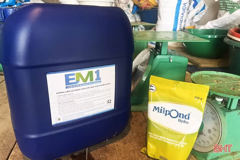 Thời tiết chuyển rét, nông dân Hà Tĩnh chủ động bảo vệ thủy sản nuôi