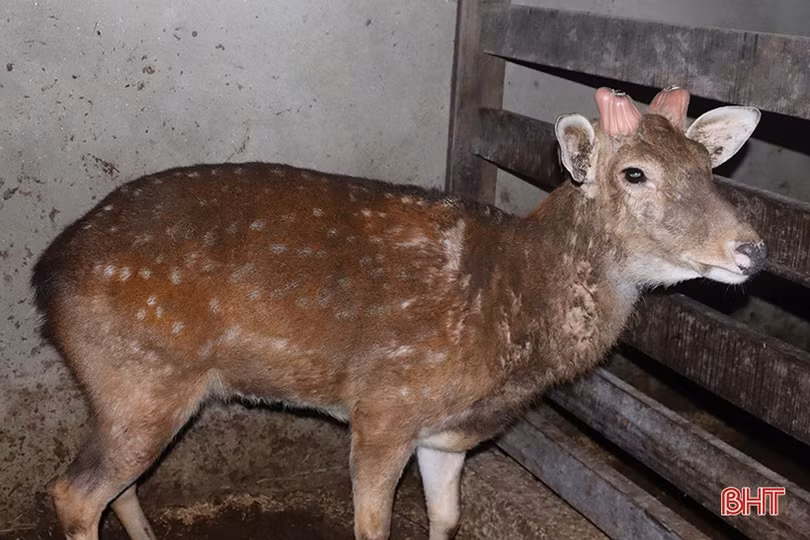 Nông dân Hương Sơn tích cực chăm hươu chờ hái “lộc”