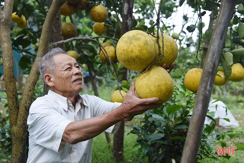 Bưởi Diễn ở Hà Tĩnh chín sớm, người trồng lo mất tết!
