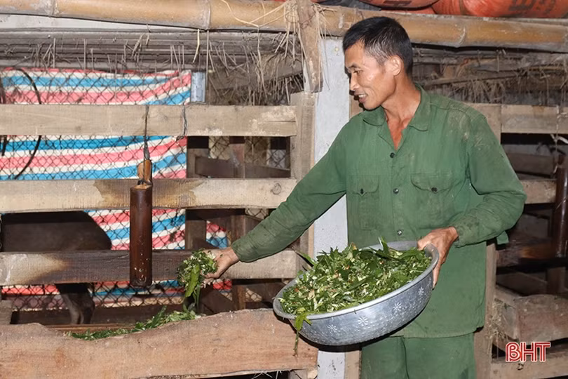 Nông dân Hương Sơn tích cực chăm hươu chờ hái “lộc”