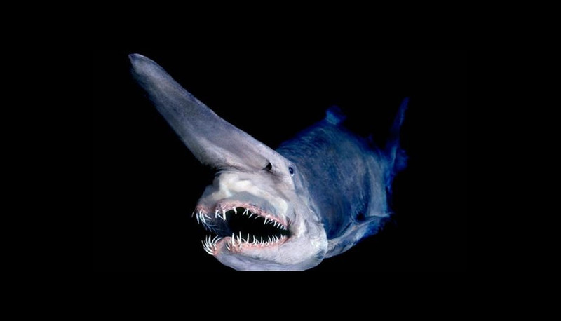 Cá mập Goblin: Cá mập Goblin hay cá mập yêu tinh có mõm dài với phần răng và lợi nhô ra khỏi miệng. Một con Goblin trưởng thành có thể dài tới 4 m. Chúng là loài khá lười biếng, không tốn năng lượng để đuổi theo mồi mà ăn tạp các loại sinh vật nhỏ ở đáy biển. Ảnh: Peru. 8 sinh vat ky di duoi day dai duong