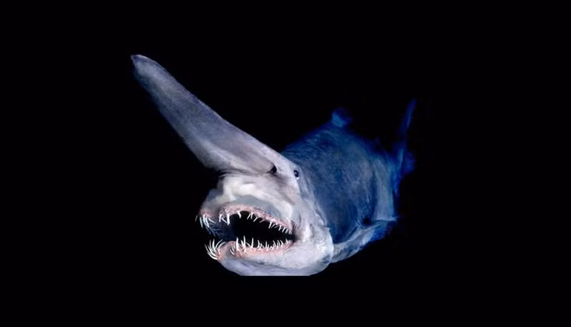 8 sinh vat ky di duoi day dai duong