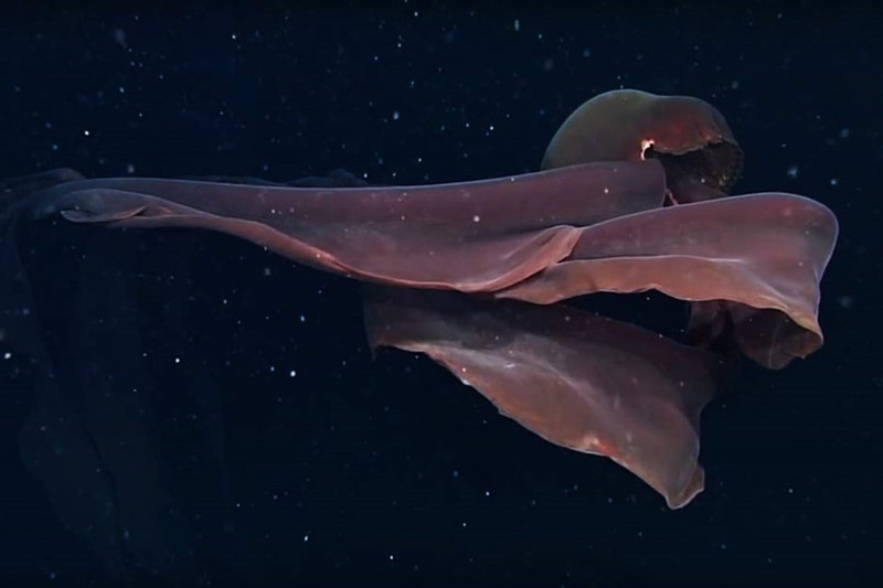 Sứa khổng lồ biển sâu: Loài sứa bí ẩn này có những xúc tu dài tới 10 m và được cho là một trong những loài săn mồi lớn nhất ở đáy biển. Tới nay, con người mới chỉ thấy chúng khoảng hơn 100 lần. Ảnh: Todby. 8 sinh vat ky di duoi day dai duong