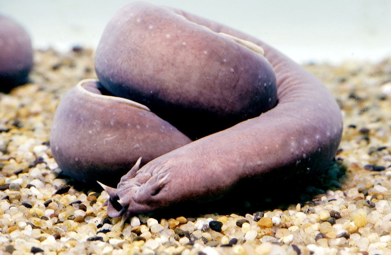 Hagfish: Loài cá này có thân hình giống lươn và tạo ra chất nhớt để thoát khỏi kẻ thù. Khi bị tóm đuôi, Hagfish có thể tiết ra tới 19 lít nhớt dính. Chúng sống ở độ sâu 1.600 m và có thể nhịn ăn hàng tháng liền. Ảnh: Therichest. 8 sinh vat ky di duoi day dai duong