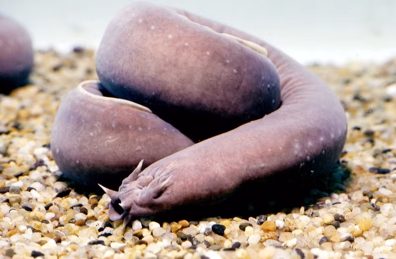 8 sinh vat ky di duoi day dai duong