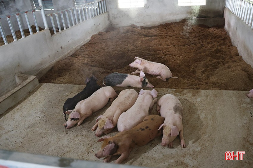...nên lợn hay ăn, ít di chuyển và ngủ ngon hơn. bqbht_br_img-5696-1.jpg