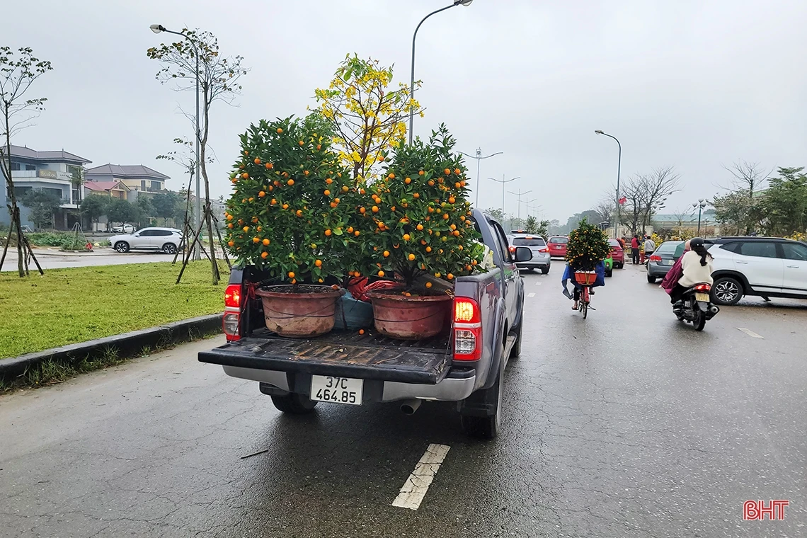 Đào, quất chiều 30 tết: Xả hàng vẫn vắng người mua!