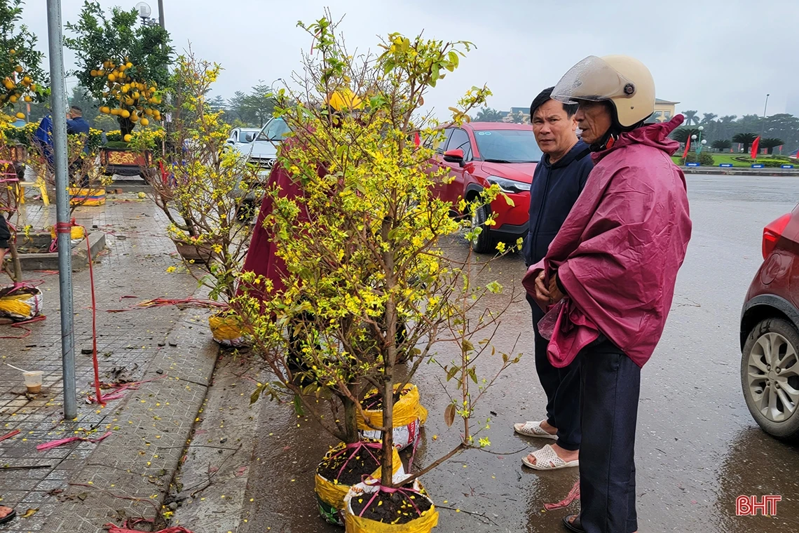 Đào, quất chiều 30 tết: Xả hàng vẫn vắng người mua!