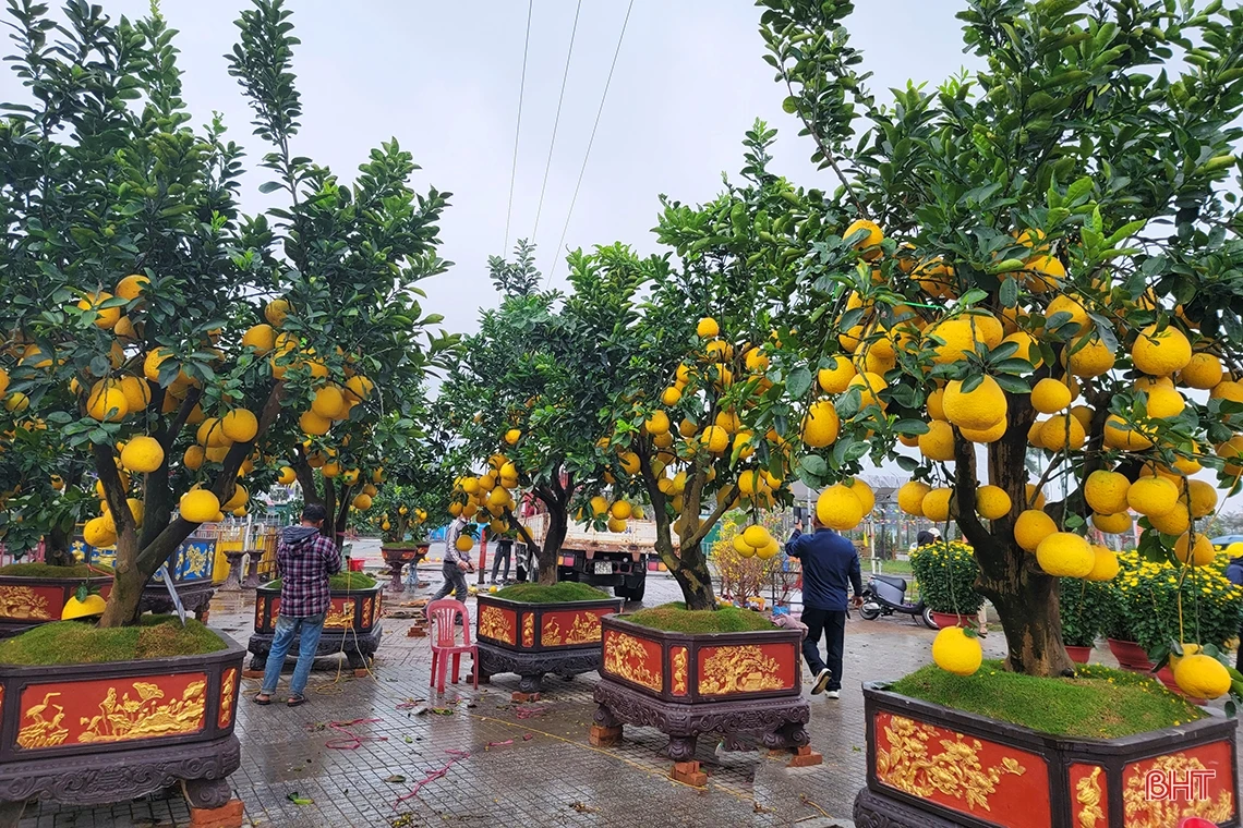 Đào, quất chiều 30 tết: Xả hàng vẫn vắng người mua!