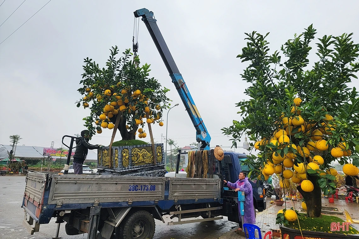 Đào, quất chiều 30 tết: Xả hàng vẫn vắng người mua!