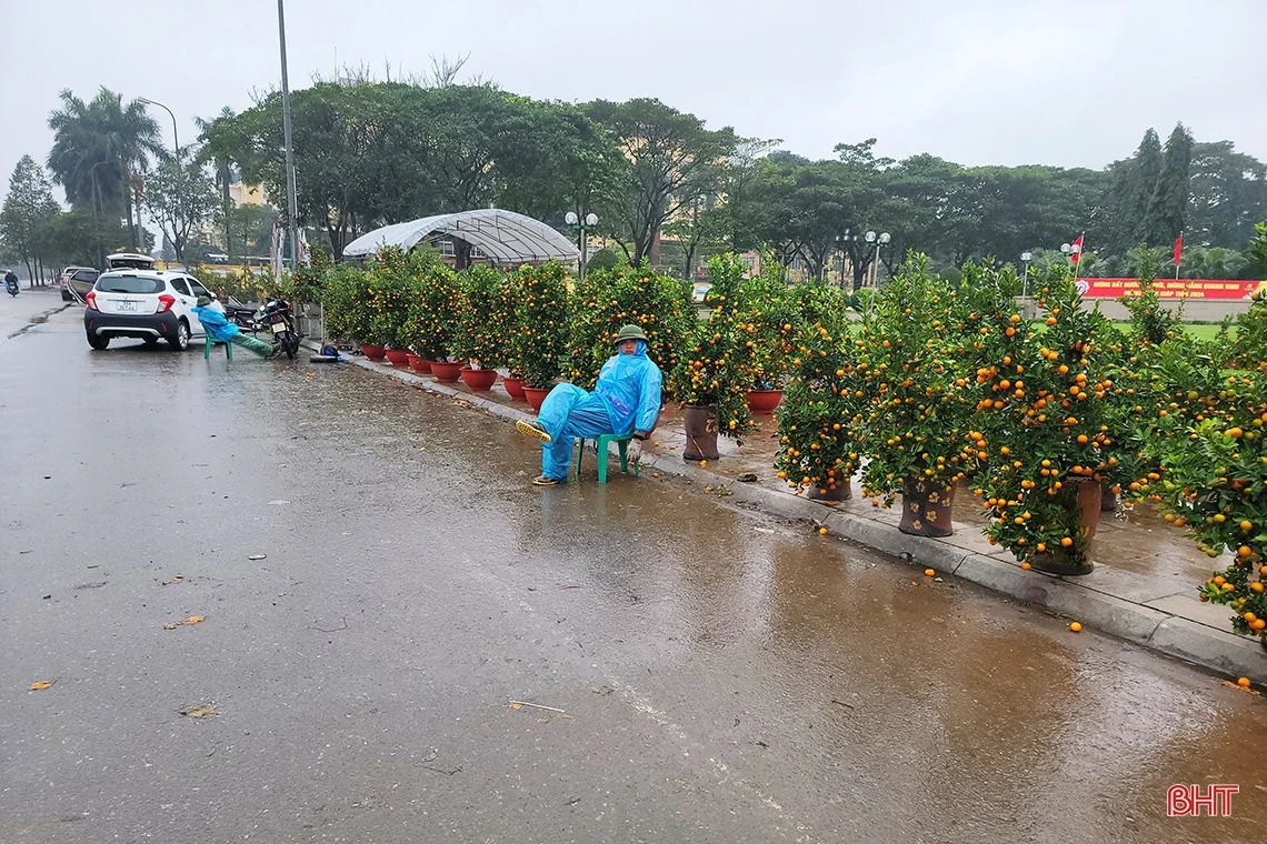 Đào, quất chiều 30 tết: Xả hàng vẫn vắng người mua!