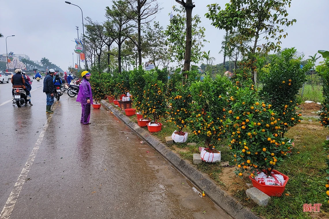 Đào, quất chiều 30 tết: Xả hàng vẫn vắng người mua!