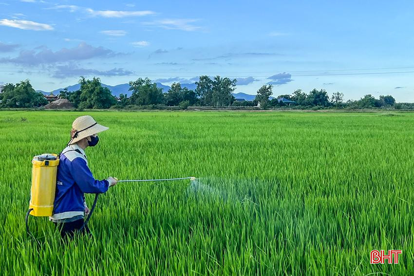 Bà con nông dân chú trọng thăm đồng, phun phòng trừ các đối tượng sâu bệnh trên lúa hè thu. z5700227949137_0e0bf52eeebd476104f04e6001b98ef0.jpg
