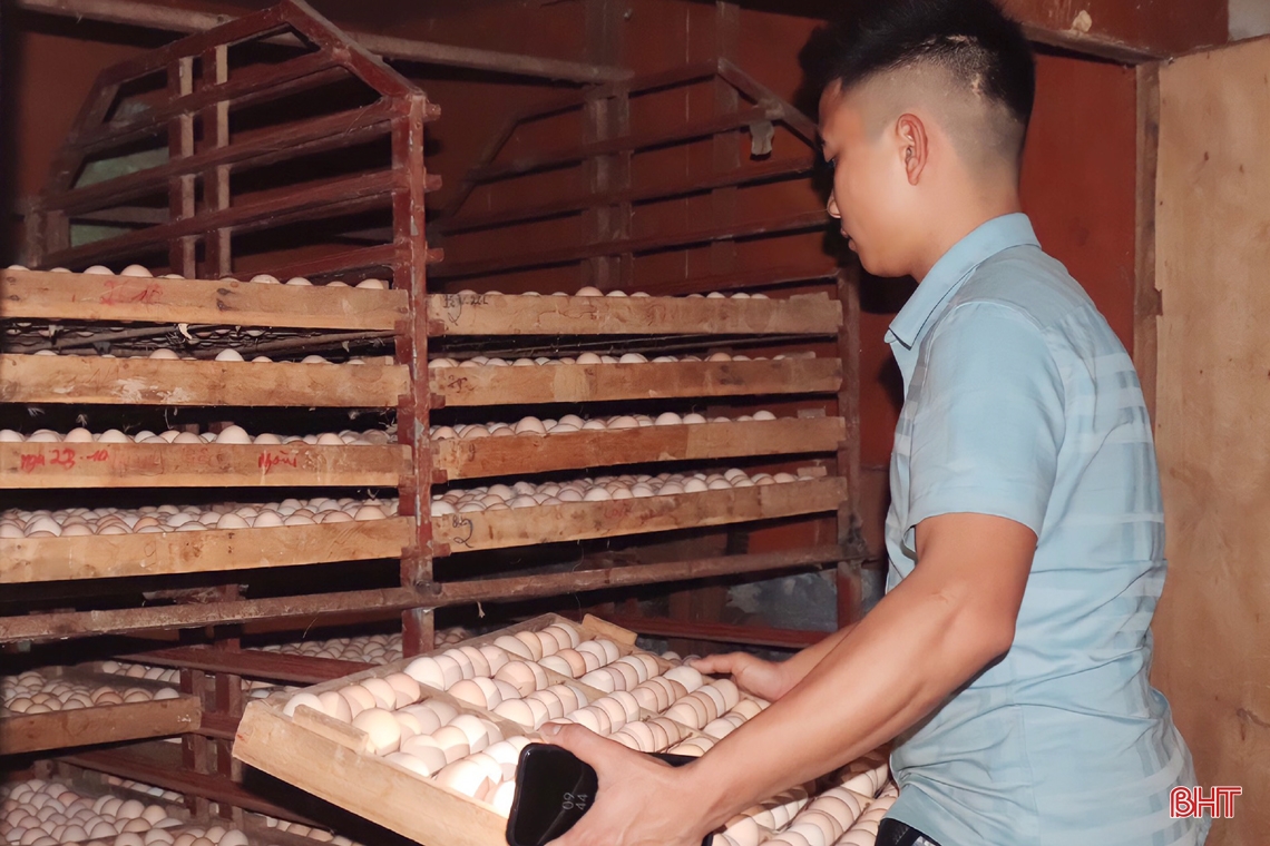 Nuôi gà đẻ trứng, thanh niên Hà Tĩnh lãi trên 700 triệu đồng/năm