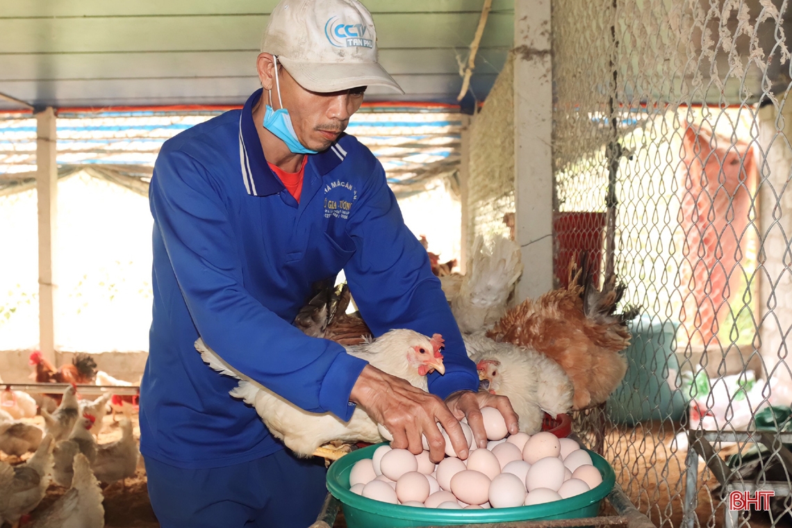 Nuôi gà đẻ trứng, thanh niên Hà Tĩnh lãi trên 700 triệu đồng/năm