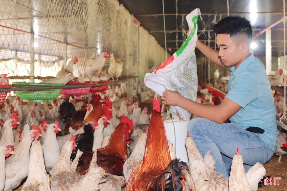Nuôi gà đẻ trứng, thanh niên Hà Tĩnh lãi trên 700 triệu đồng/năm