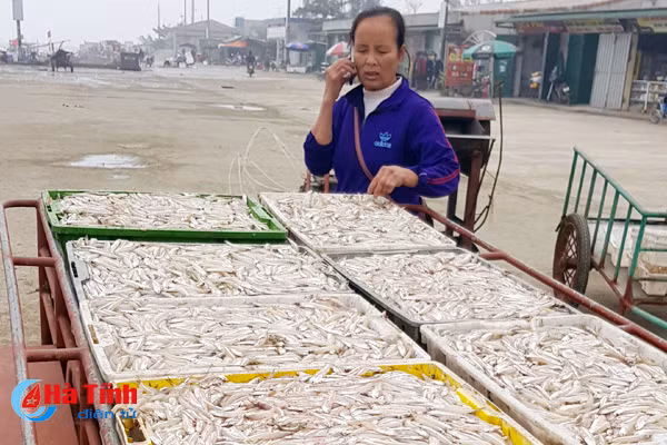 ngu dan trung dam cang cua sot don 80 tan ca com tep moi