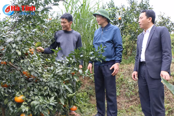 can doi du luong giong gieo cay het dien tich lua xuan