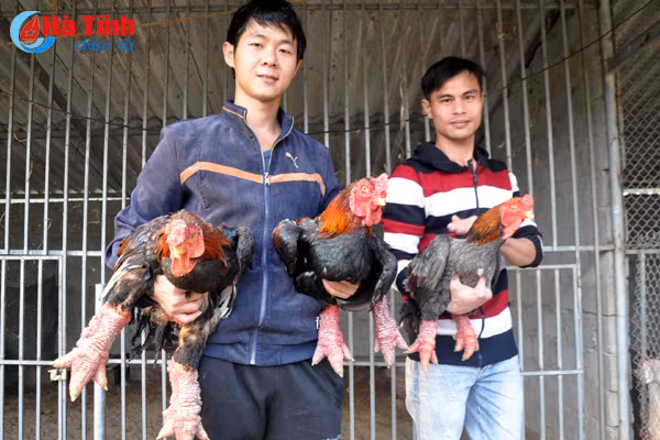 nong dan ha tinh em lon rung ga dong tao cho ban tet