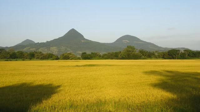 viet nam lot top 10 quoc gia san xuat lua gao lon nhat the gioi