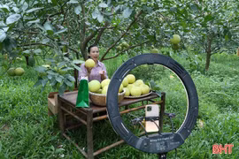 Mở rộng thị trường bưởi Phúc Trạch qua nền tảng số