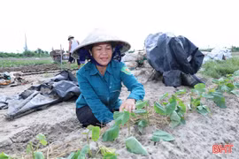 Hà Tĩnh: Hơn 650 ha cây trồng vụ đông đã xuống giống
