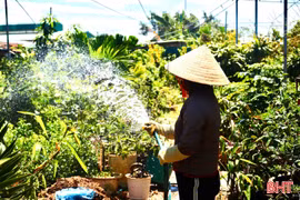 Cẩn trọng với giống cây ăn quả không rõ nguồn gốc