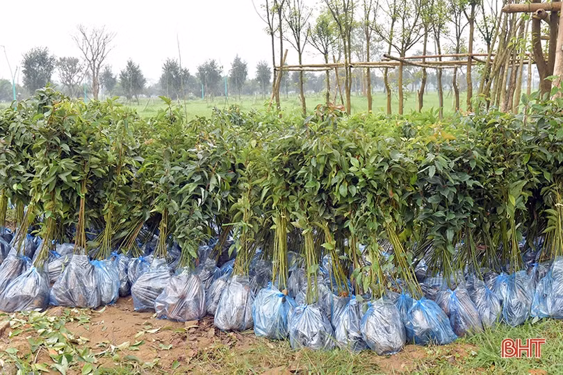 1 người dân Hà Tĩnh tặng 5.000 cây xanh xây dựng không gian đô thị