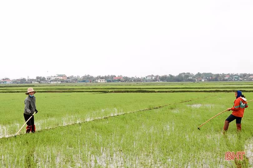 Vui mùa lộc mới ở Hà Tĩnh
