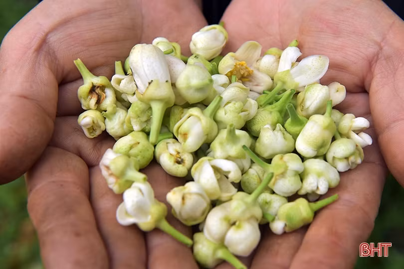 Vì sao bưởi Phúc Trạch ra hoa muộn, nụ teo tóp?
