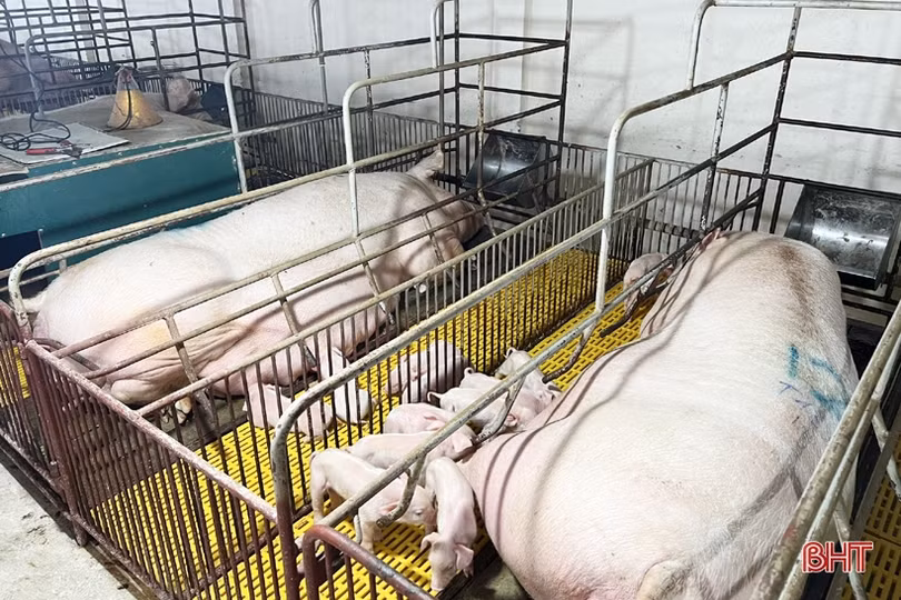 Hà Tĩnh: Giá lợn hơi thấp, người chăn nuôi lỗ nặng hoặc “treo” chuồng
