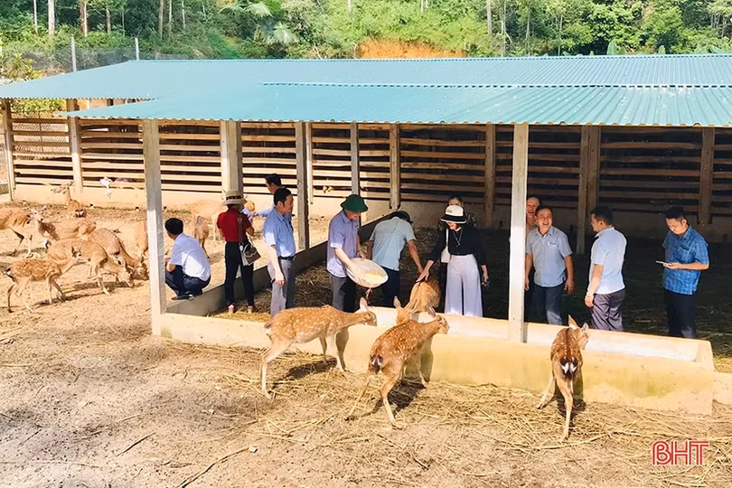Thăm “thủ phủ” nhung hươu Hà Tĩnh
