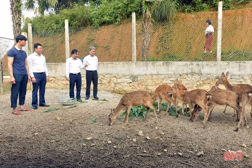 Phát triển chỉ dẫn địa lý cho nhung hươu Hương Sơn
