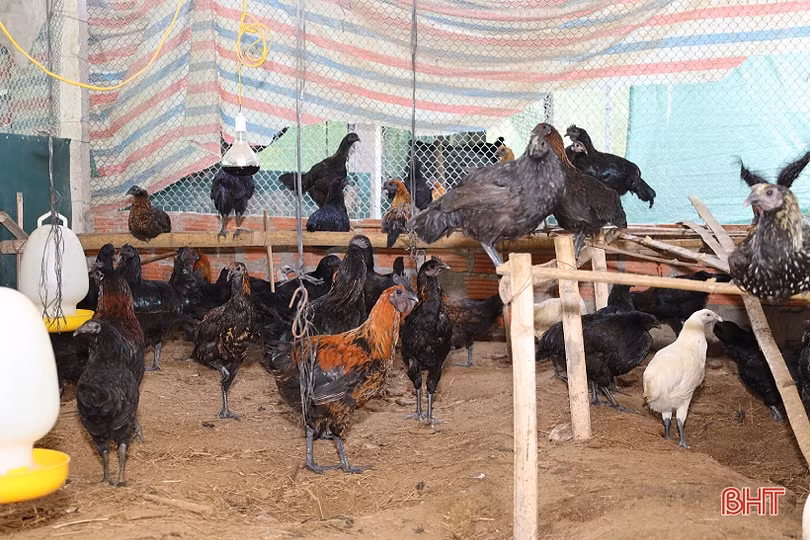 Thu nhập tốt nhờ nuôi kết hợp 3 loài đặc sản